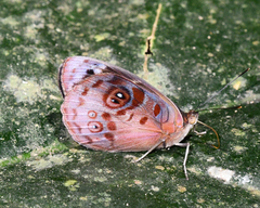 Eunica orphise