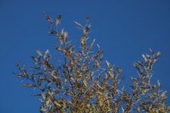 Vachellia haematoxylon