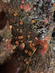 Balanophyllia elegans