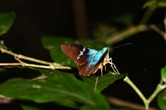 Astraptes fulgerator