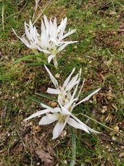 Colchicum atticum