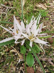 Colchicum atticum