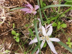 Colchicum atticum