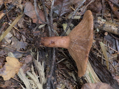 Lactarius rufus