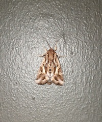 Spodoptera pulchella