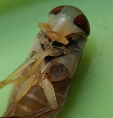 Hesperocorixa linnaei