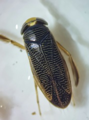 Hesperocorixa linnaei