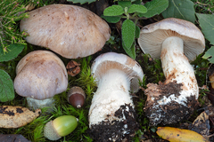 Phlegmacium daulnoyae