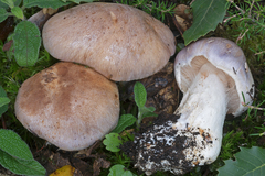 Phlegmacium daulnoyae