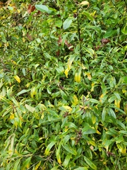 Hypericum densiflorum