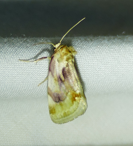 Chamaeclea pernana photo 5