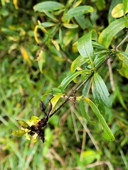 Hypericum densiflorum