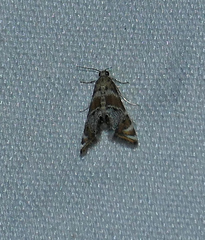 Petrophila longipennis