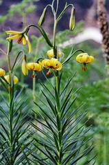 Lilium pyrenaicum