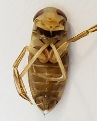 Hesperocorixa linnaei