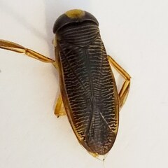 Hesperocorixa linnaei