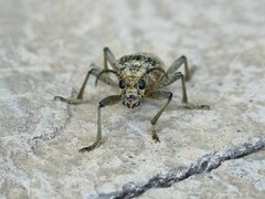 Rhagium mordax