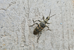 Rhagium mordax