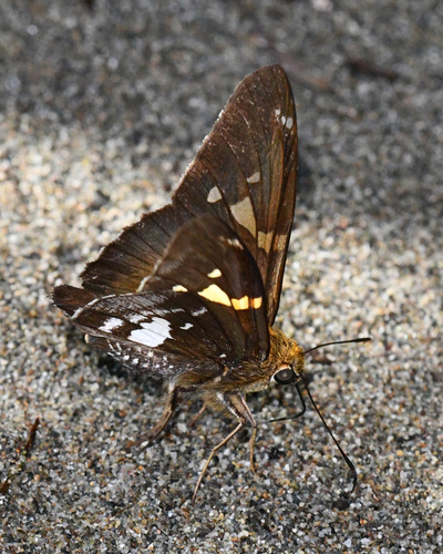 Epargyreus socus