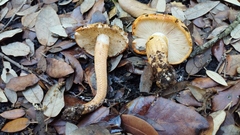 Tricholoma aurantium