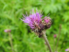 Cirsium rivulare