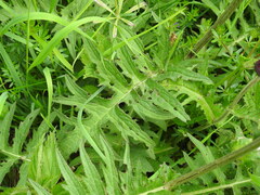 Cirsium rivulare