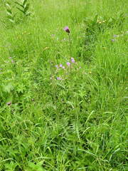 Cirsium rivulare