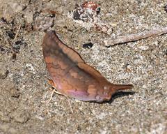 Marpesia furcula
