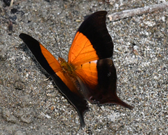Marpesia furcula