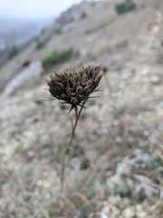 Dianthus pseudarmeria