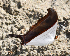 Marpesia zerynthia