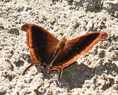 Marpesia zerynthia