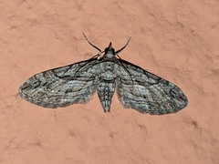 Eupithecia