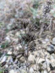 Dianthus pseudarmeria
