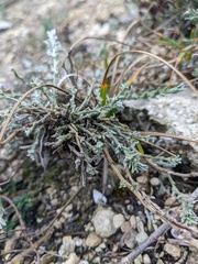 Genista albida
