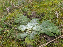 Salvia aethiopis