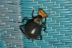 Prionotheca coronata