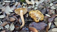 Tricholoma aurantium