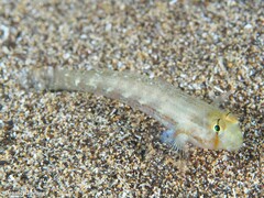 Gnatholepis thompsoni