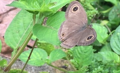 Ypthima pandocus corticaria