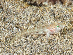 Vanneaugobius canariensis