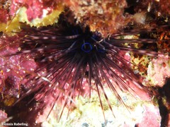 Diadema africanum