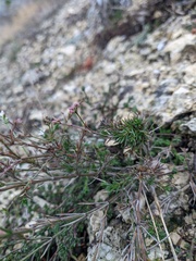 Asperula tenella