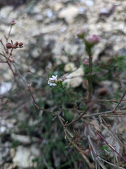 Asperula tenella