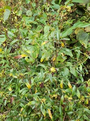 Hypericum prolificum