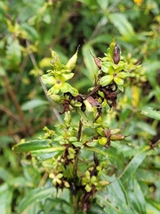 Hypericum prolificum