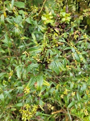 Hypericum prolificum