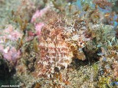 Hippocampus hippocampus