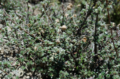 Dasiphora fruticosa