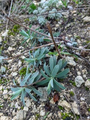 Euphorbia petrophila